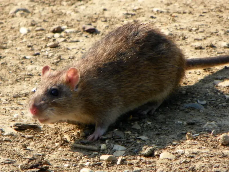 Bruine rat