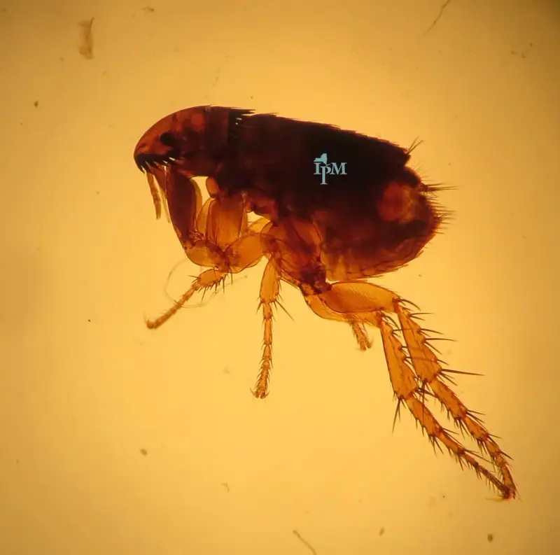 Vlo onder de microscoop